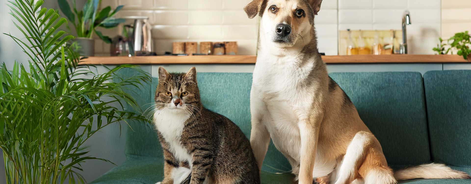 Tkaniny obiciowe pet friendly