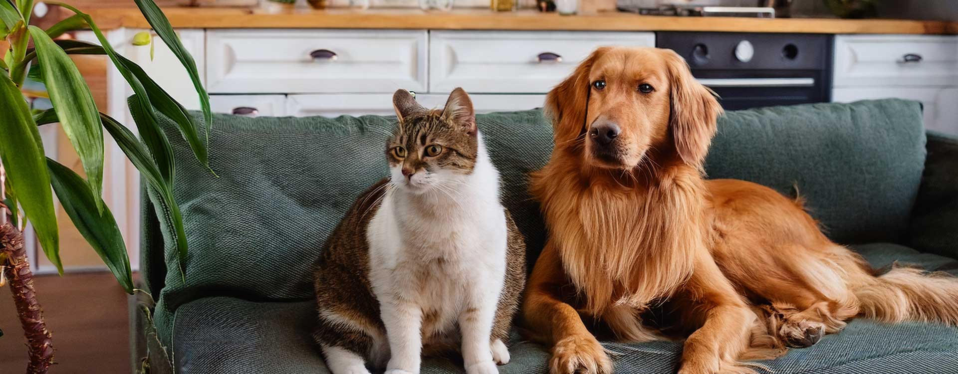 Tkaniny obiciowe pet friendly