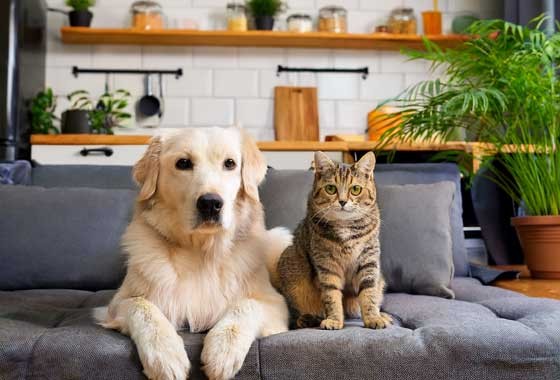 Tkaniny obiciowe pet friendly: Jak wybrać materiał odporny na pazury i sierść